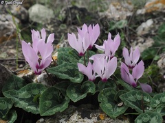 Cyclamen persicum