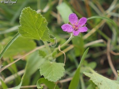 Erodium malacoides