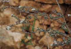 Heliotropium rotundifolium