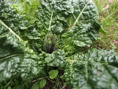 Mandragora autumnalis