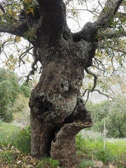 Pistacia terebinthus palaestina