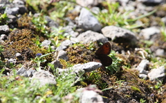 Erebia gorge