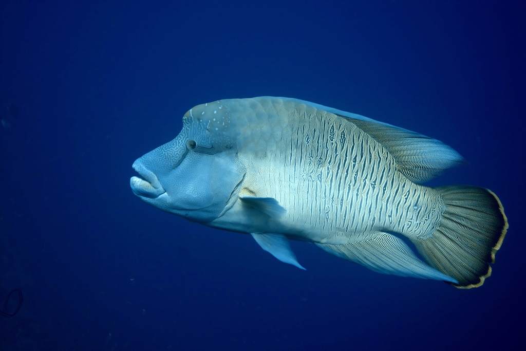 Perche (poisson) — Wikipédia