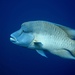 Napoleon Wrasse - Photo (c) David Roche, some rights reserved (CC BY-NC), uploaded by David Roche
