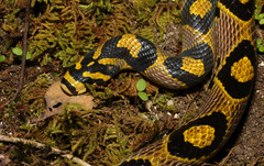 Euprepiophis mandarinus