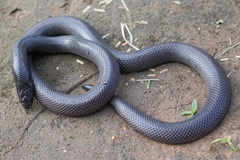 Atractaspis bibronii