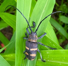 Pycnopsis brachyptera