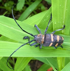 Pycnopsis brachyptera