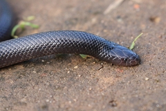 Atractaspis bibronii