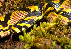 Euprepiophis mandarinus