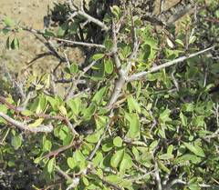 Rhamnus punctata