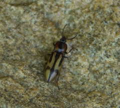 Selatosomus pulcher