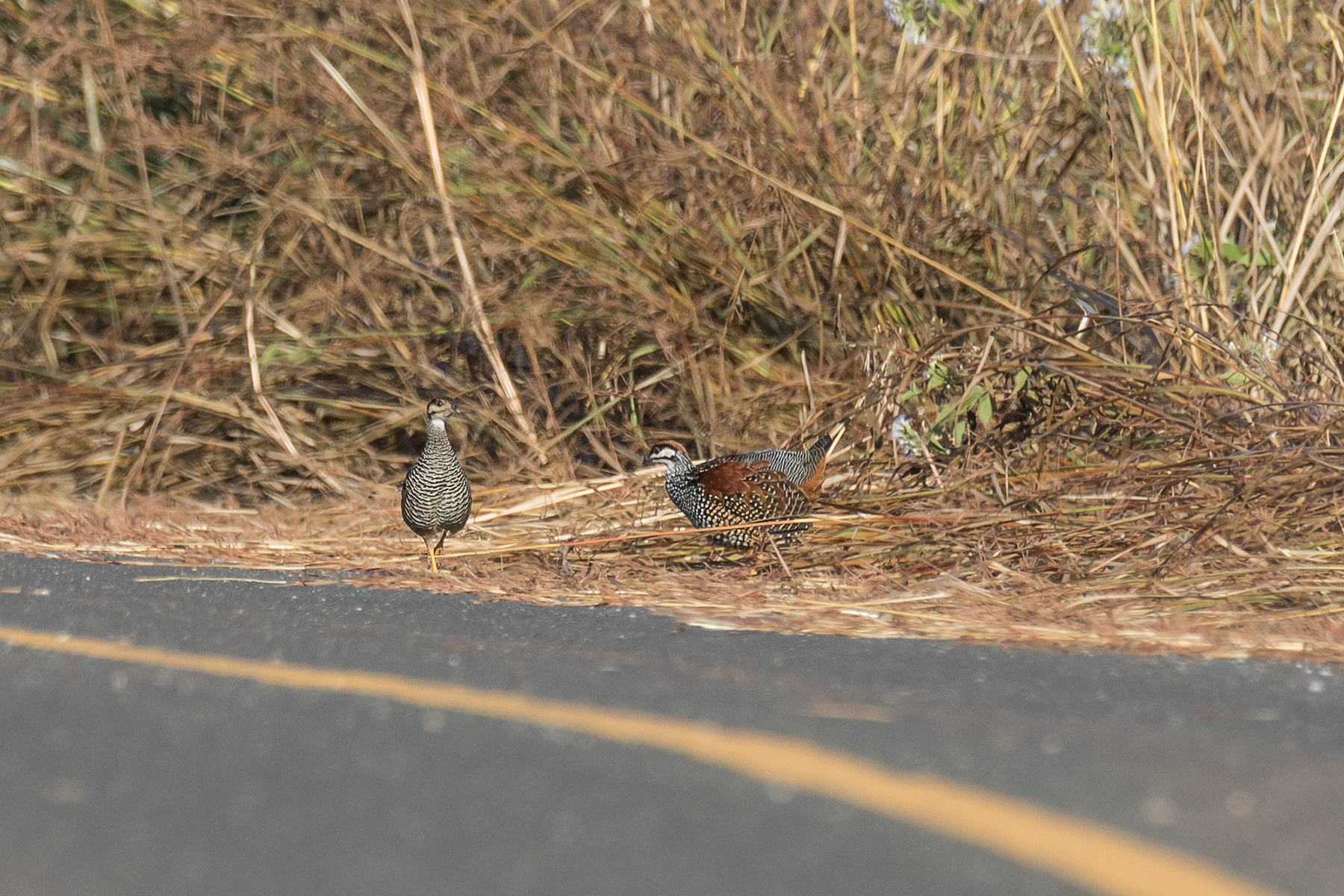 Chinese Francolin