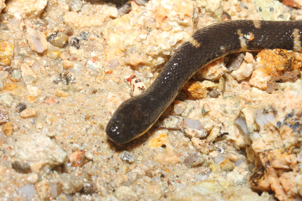 Lau's Mountain Stream Snake
