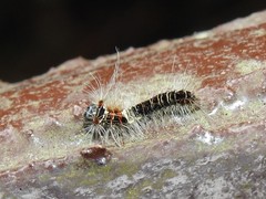 Paralebeda plagifera