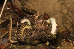 Lau's Mountain Stream Snake photo 2