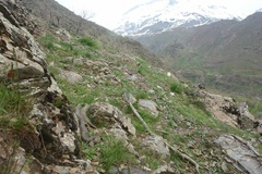 Macrovipera lebetinus