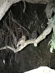 Ninox boobook ocellata