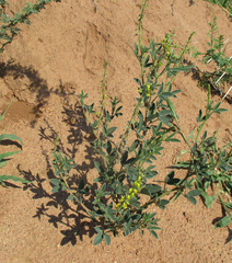 Crotalaria sphaerocarpa