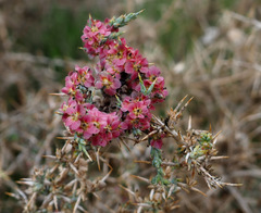 Noaea mucronata