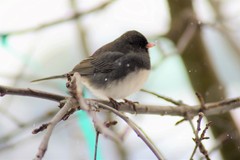 Junco hyemalis
