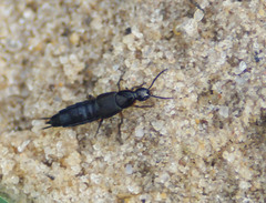 Philonthus marginatus