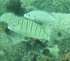 Pseudocaranx dentex