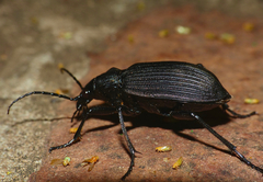 Calosoma planicolle