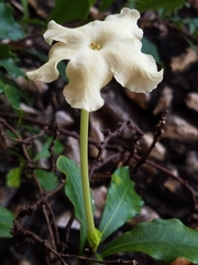 Brunfelsia nitida