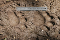 Panthera tigris altaica