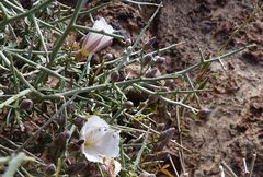 Convolvulus trabutianus image