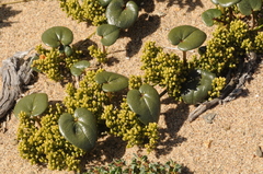 Dioscorea fastigiata