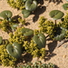 Dioscorea fastigiata - Photo (c) aacocucci, algunos derechos reservados (CC BY-NC), subido por aacocucci