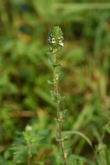 Euphrasia hirtella