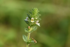 Euphrasia hirtella