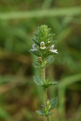 Euphrasia hirtella