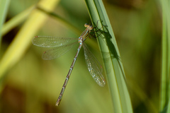 Lestes undulatus
