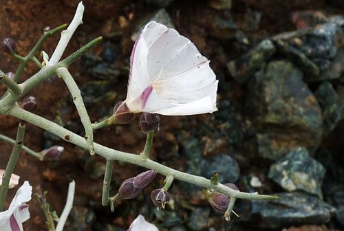 Convolvulus trabutianus image