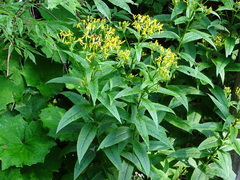 Senecio hercynicus
