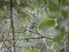 Catharus mexicanus