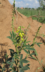 Crotalaria sphaerocarpa