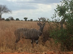 Tragelaphus imberbis