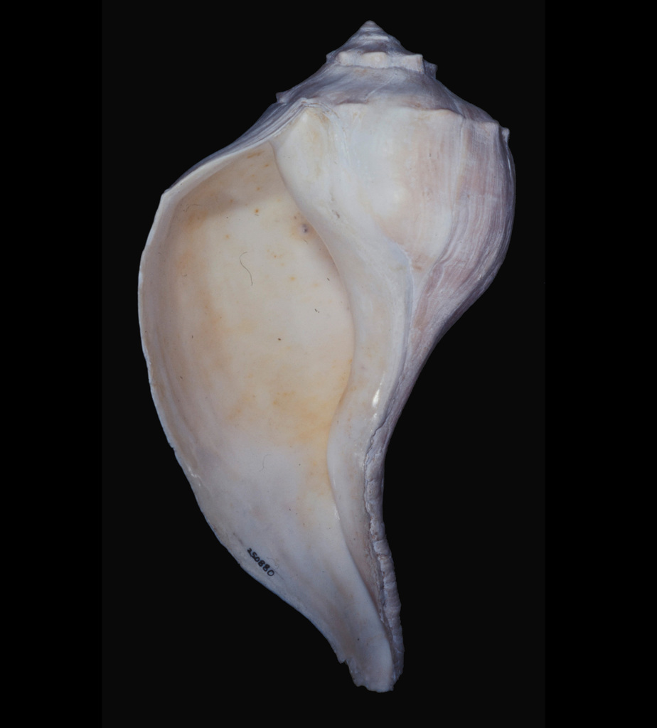 Sinistrofulgur laeostomum
