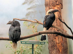 Penelopides manillae