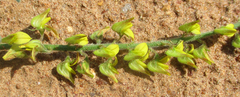 Crotalaria sphaerocarpa
