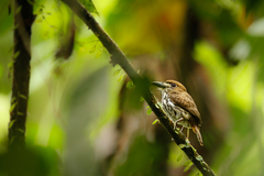 Micromonacha lanceolata