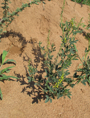 Crotalaria sphaerocarpa