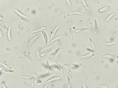 Mycetinis copelandii