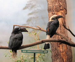 Penelopides manillae