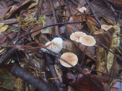 Mycetinis copelandii